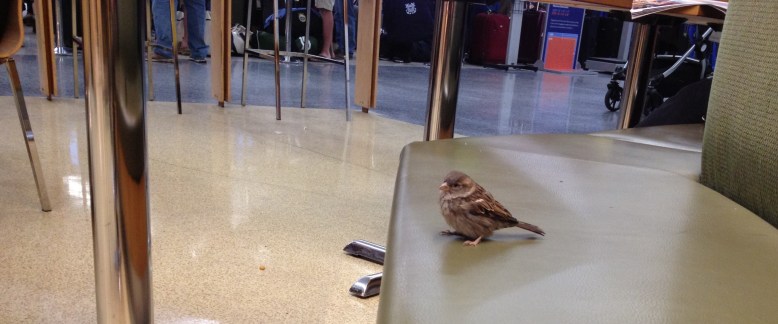 Sparrow in the airport