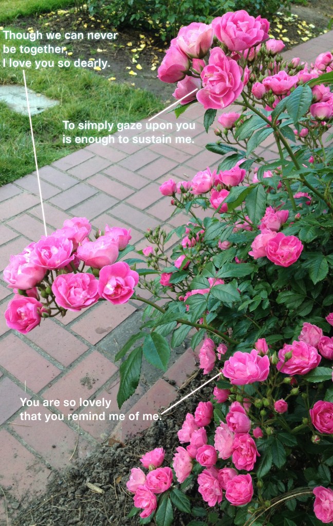 Random Anthropomorphism: Roses